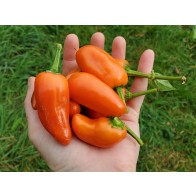 Sweet Pepper ‘Tangerine Dream' Seeds (Certified Organic)