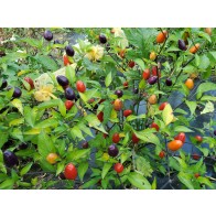 Hot Ornamental Pepper ‘Filius Blue’ Seeds (Certified Organic)