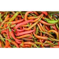 Hot Pepper ‘Louisiana Red Cayenne’ Seeds (Certified Organic)