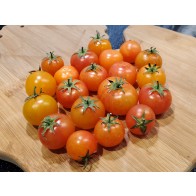 Tomato 'Isis Candy' Seeds (Certified Organic)