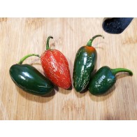 Hot Pepper ‘Traveler Jalapeno' Seeds (Certified Organic)