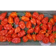 Hot Pepper ‘Tobago’ Seeds (Certified Organic)