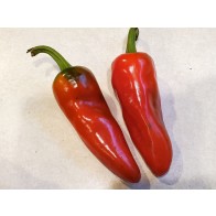 Hot Pepper ‘Aji Panca’ Seeds (Certified Organic)