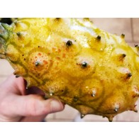 Jelly Melon (Kiwano) AKA African Horned Cucumber Seeds (Certified Organic)