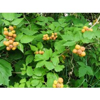 Wild Golden Raspberry Plant (4