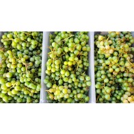 Grape 'Niagara' Seeds (Certified Organic)