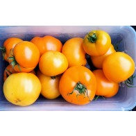 Tomato 'Nebraska Wedding' Seeds (Certified Organic)