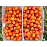 Tomato 'Santorini' Seeds (Certified Organic)