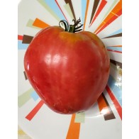 Tomato 'Giant Oxheart' Seeds (Certified Organic)