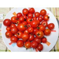 Tomato 'Tumbling Tom Red F2' Seeds (Certified Organic)