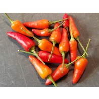 Hot Pepper ‘Thicc Thai’ Seeds (Certified Organic)