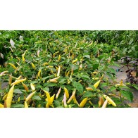 Hot Pepper ‘Aji Omnicolor' Seeds (Certified Organic)
