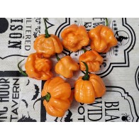 Hot Pepper ‘Scotch Bonnet Freeport Orange’ Seeds (Certified Organic)