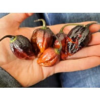 Hot Pepper '7 Pot Black’ Seeds (Certified Organic)