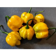 Hot Pepper ‘Trinidad Scorpion Orange’ Seeds (Certified Organic)