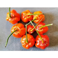 Hot Pepper ‘Bleeding Jack' Seeds (Certified Organic)