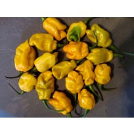 Hot Pepper 'Lemon Ghostly Jalapeno' Seeds (Certified Organic)