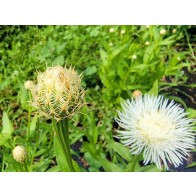 Basket Flower 'Aloha Blanca' Seeds (Certified Organic)