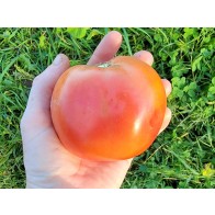 Tomato 'Raspberry Lyanna' Seeds (Certified Organic)