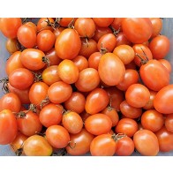 Tomato 'Sprite' Seeds (Certified Organic)