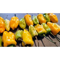 Hot Pepper 'Fish Orange' Seeds (Certified Organic)