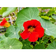 Nasturtium 'Fiesta Mix' Seeds (Certified Organic)