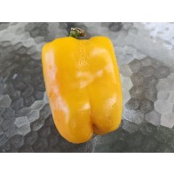 Sweet Pepper ‘Yellow Bell’ Seeds (Certified Organic)