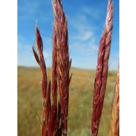 Big Bluestem Grass Seeds (Certified Organic)