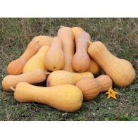 Butternut Squash 'Waltham' Seeds (Certified Organic)