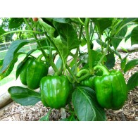 Bell Pepper 'California Wonder' Seeds (Certified Organic)