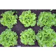 Endive 'Broad-leaved Batavian' Seeds (Certified Organic)