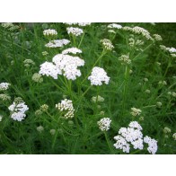 White Yarrow Seeds (Certified Organic)