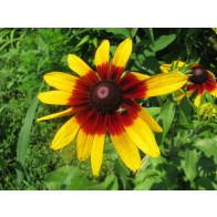 Black-Eyed Susan 'Autumn Colors' Seeds (Certified Organic)