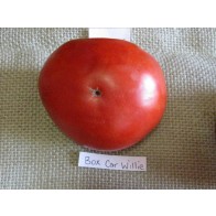 Tomato 'Boxcar Willie' Plant (4