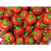 Sweet Pepper ‘Mini Red Bell’ Seeds (Certified Organic)