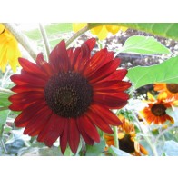 Sunflower 'Autumn Beauty' Seeds (Certified Organic)
