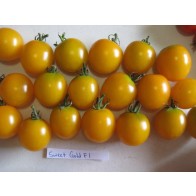 Tomato 'Sweet Gold F2' Seeds (Certified Organic)