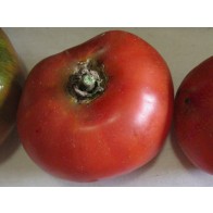 Tomato 'Super Marmande' Seeds (Certified Organic)