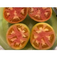 Tomato 'Rev. Morrow's Long Keeper' Seeds (Certified Organic)