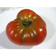 Tomato 'Burgess Climbing Trip-L-Crop' Seeds (Certified Organic)