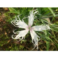 Sweet William 'Spooky Mixed' Seeds (Certified Organic)
