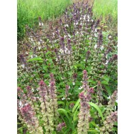 Basil 'Cinnamon' Seeds (Certified Organic)