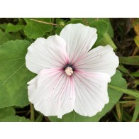 Mallow 'Dwarf White Rose Stripe' AKA ‘Dwarf Pink Blush’ Seeds (Certified Organic)