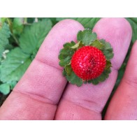 Indian Strawberry AKA Mock Strawberry Seeds (Certified Organic)