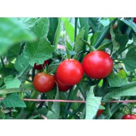 Tomato 'Remy Rouge' Seeds (Certified Organic)