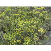 Dill Seeds (Certified Organic)