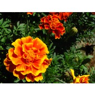 Marigold 'French Dwarf Double Mix' Seeds (Certified Organic)