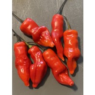 Hot Pepper ‘Sugar Rush Red’ Seeds (Certified Organic)