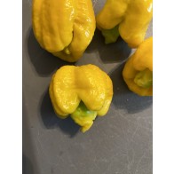 Hot Pepper ‘Yellow Scorpion x Reaper' Seeds (Certified Organic)