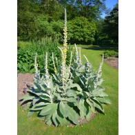 Common Mullein Seeds (Certified Organic)
